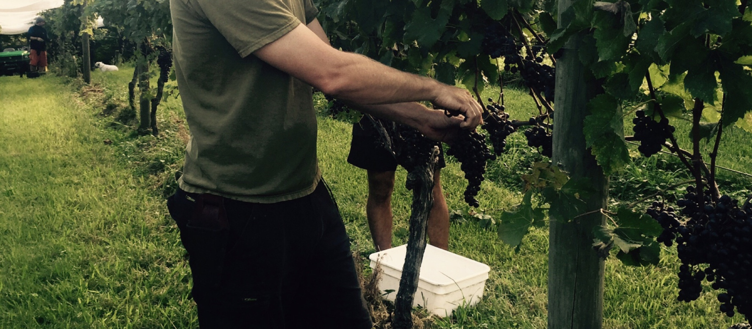 Wild Estate Vineyard - Picking Fruit